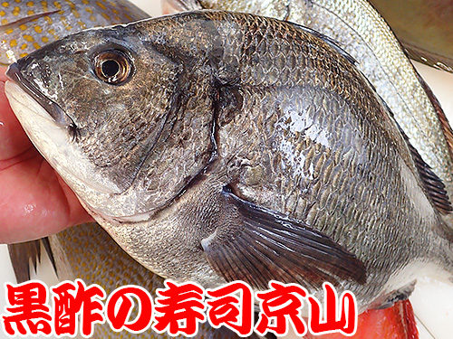 クロダイ　寿司　黒鯛